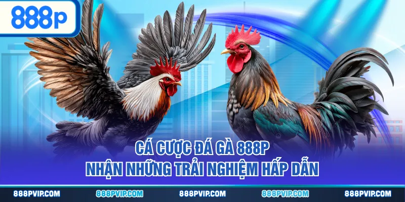 Cá cược Đá Gà 888P nhận những trải nghiệm hấp dẫn